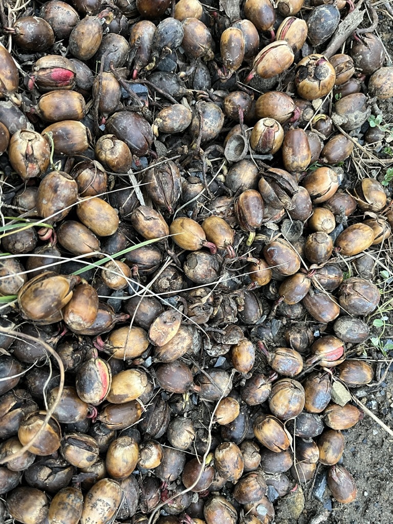 Chestnut oak acorns