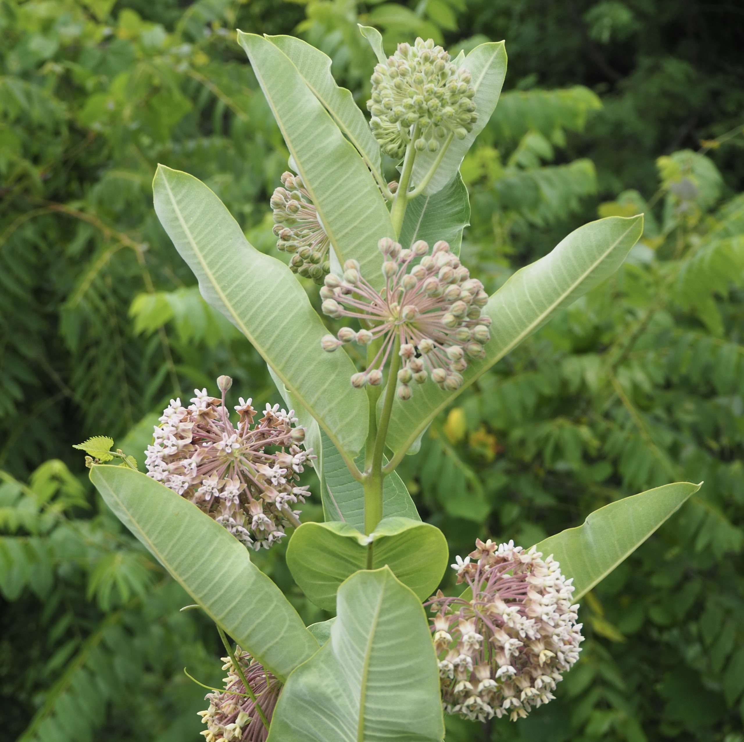 Common milkweed - Asclepias syriaca