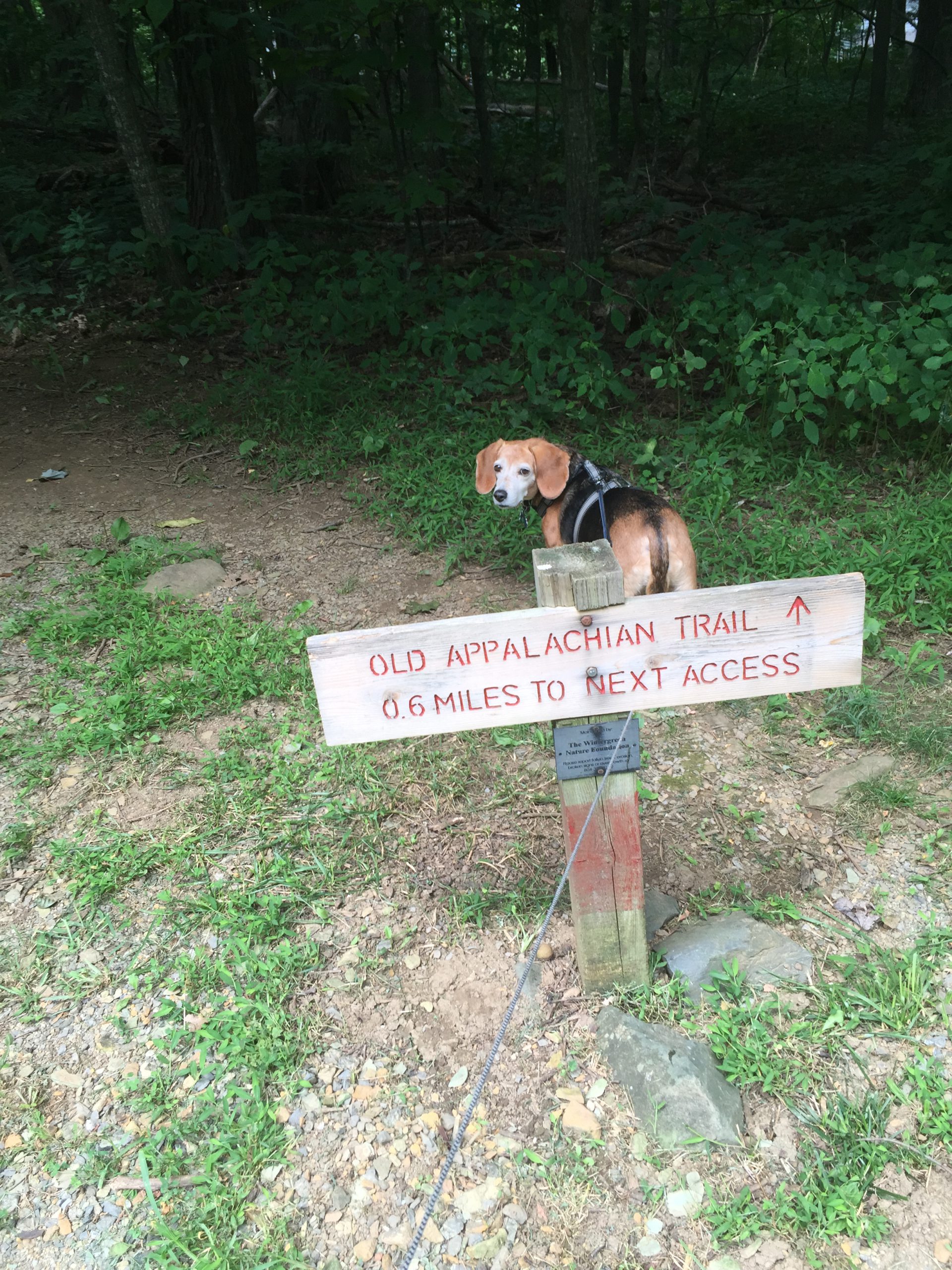 Trailhead sign with beagle behind it