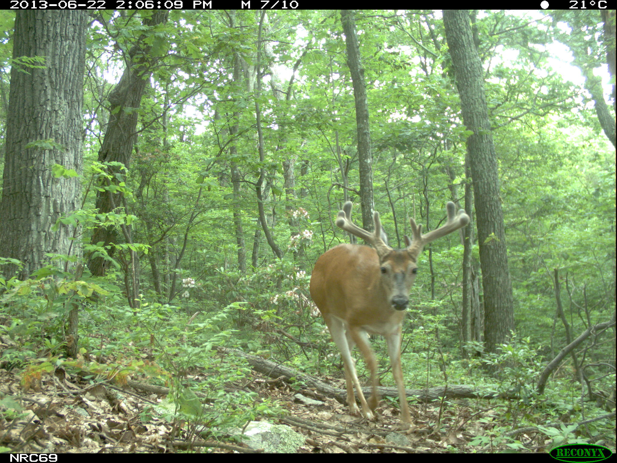 Young Buck walking through the woods