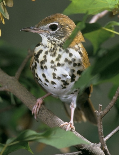 This wood thrush is among the host of migratory birds that call Wintergreen home.