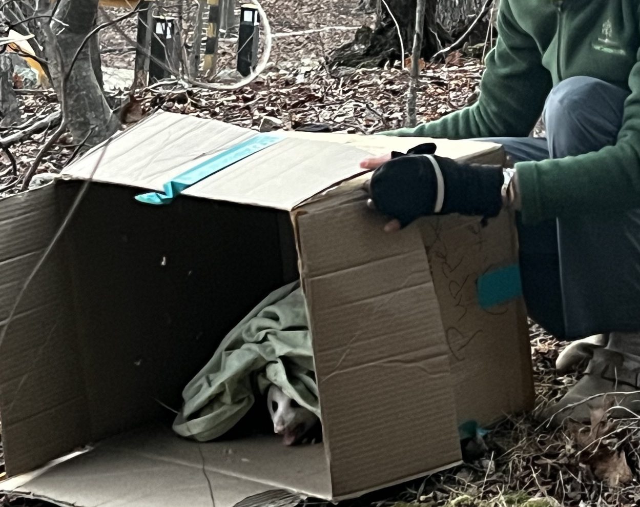 Releasing opossum after treatment at the Wildlife Center of Virginia.