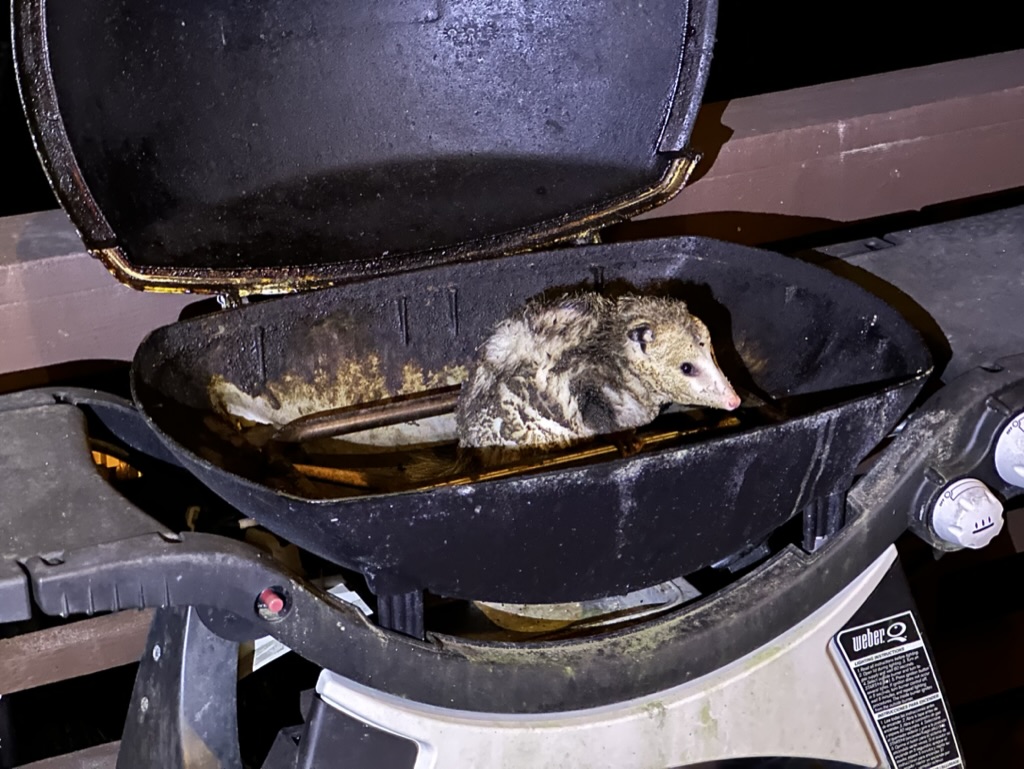 Opossum found in grill