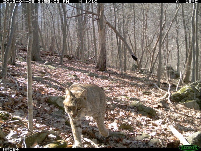 A bobcat on the hunt for its prey in winter.