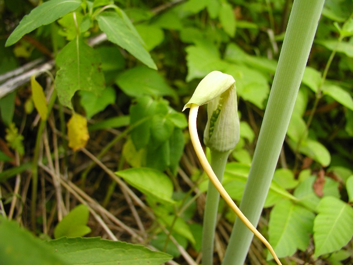 The green dragon is one of the rare plants that resides in the Allen Creek Nature Preserve.