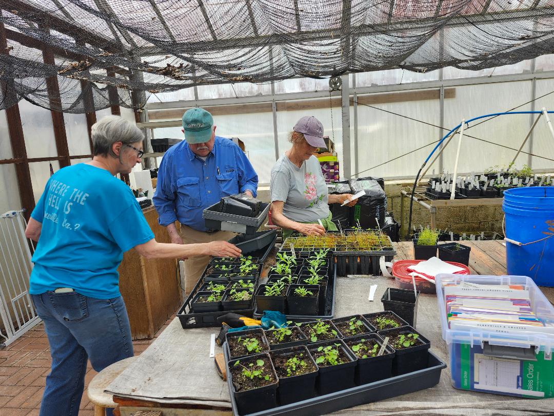 Volunteers working in the greenhouse