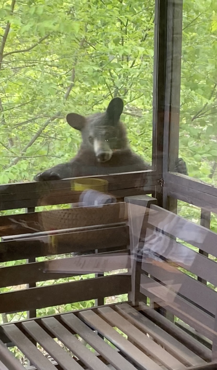 Bear climbing onto screen porch