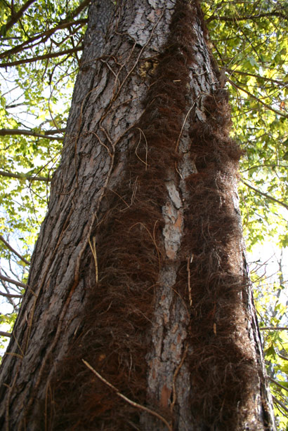 poison ivy vine