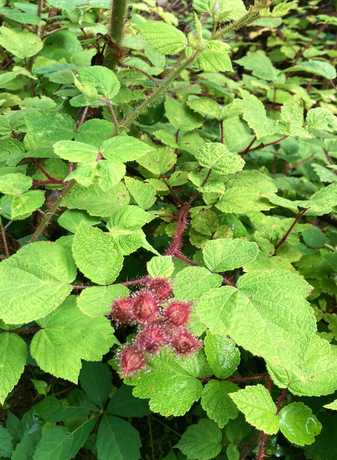 wineberry