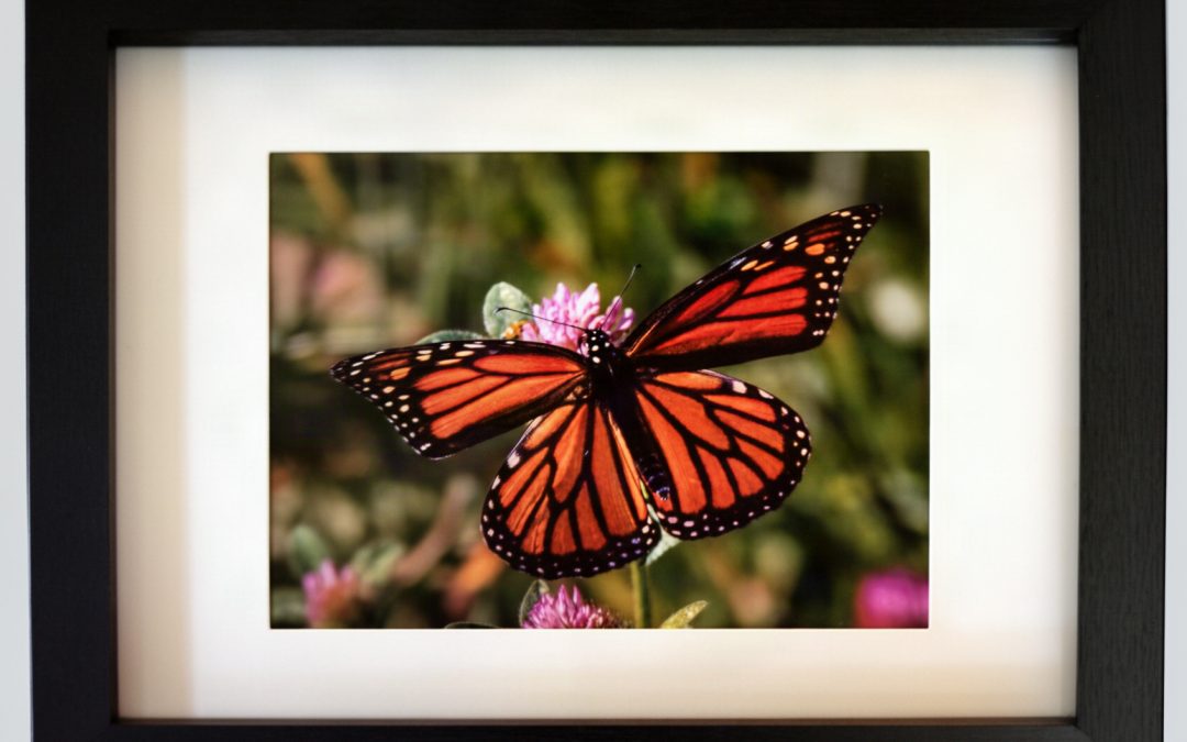 Monarch in Clover Field