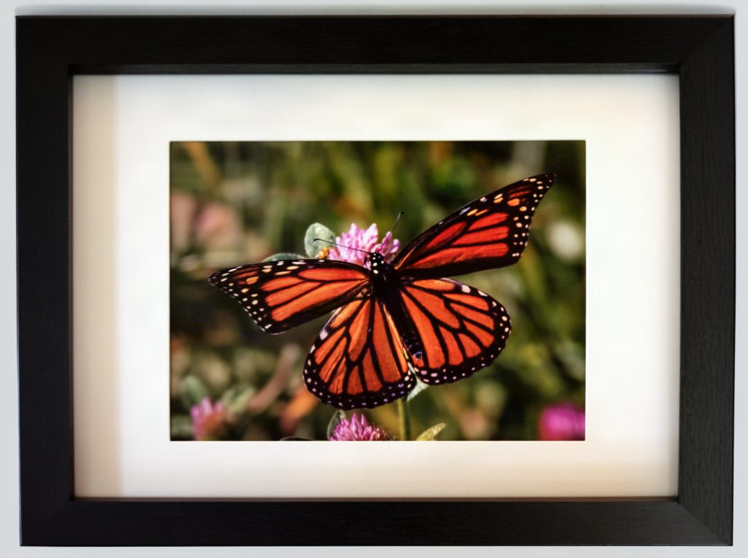 Monarch in Clover Field by Mark Eichenberger