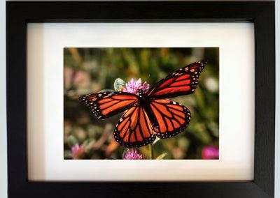 Monarch in Clover Field by Mark Eichenberger