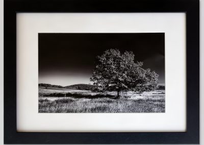 Solitary Sentinel in Big Meadows by Mark Eichenberger