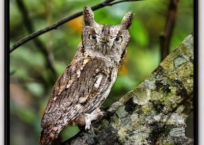 Screech Owl Stare by Konrad Michels