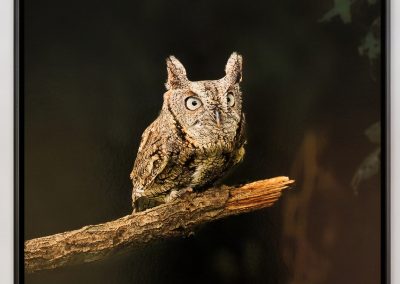 The eyes make the owl by Konrad Michels